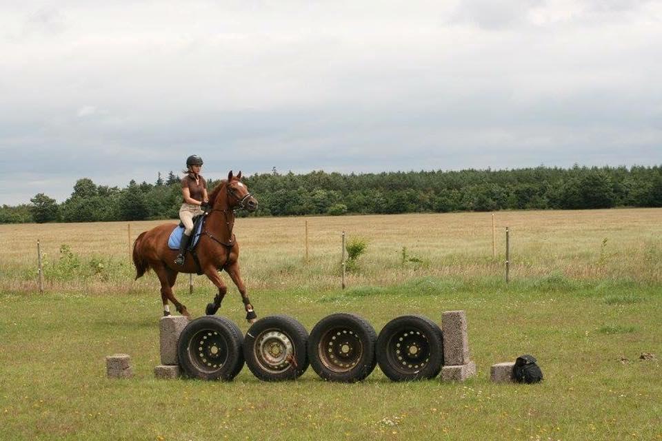 Anden særlig race Djibsi May - 2. Gang jeg sprang på hende :D billede 6
