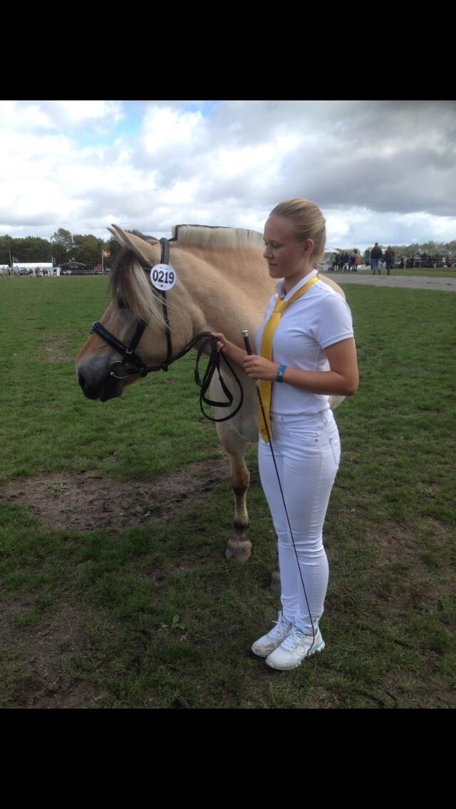 Fjordhest Østerskovs knirke<3 billede 10
