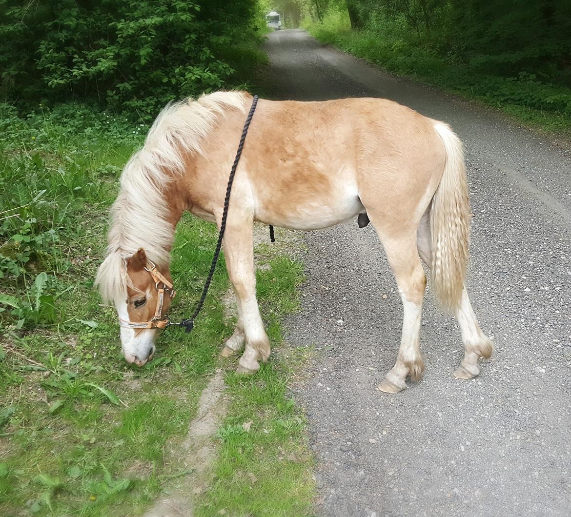 Welsh Partbred (Sec F) Macanahs Little Fellow  billede 12