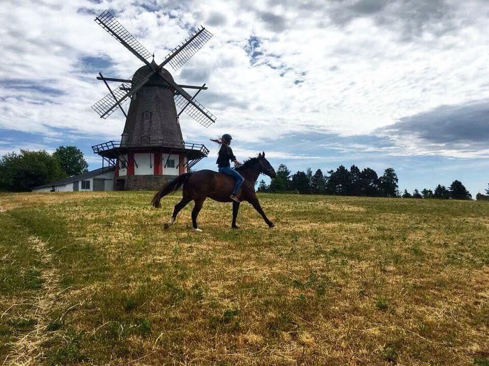 Oldenborg Højskovens Tinto  - I grime og træktov tog vi en galop ved møllen billede 9