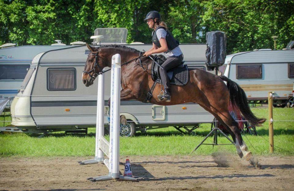 Oldenborg Højskovens Tinto  - Spring på Roskilde dyrskue billede 8