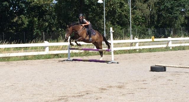Oldenborg Højskovens Tinto  - Spring i cordeo, denne gang også med sadel billede 14