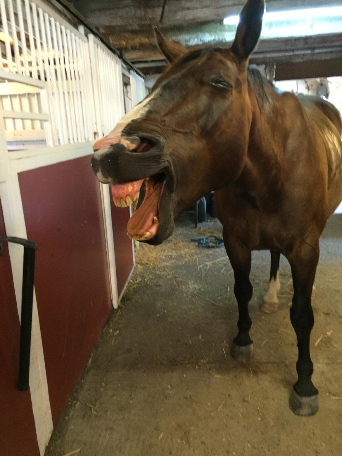 Oldenborg Højskovens Tinto  - Træt hestii billede 16