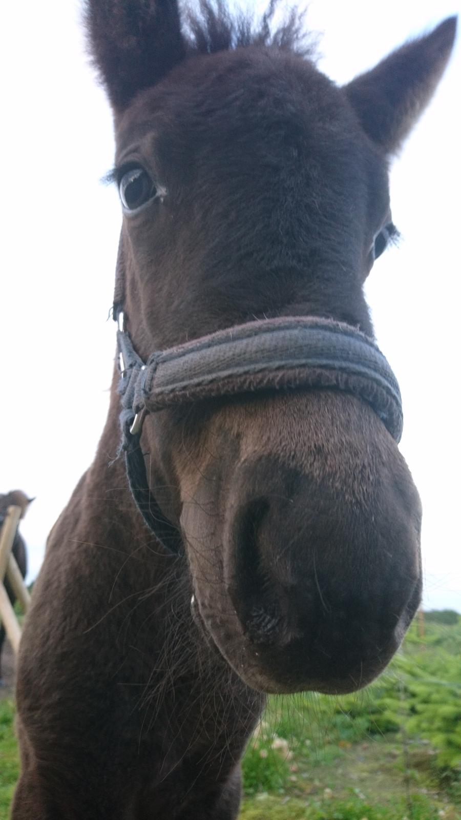 Islænder Hánótt fra Stald Blómey billede 11