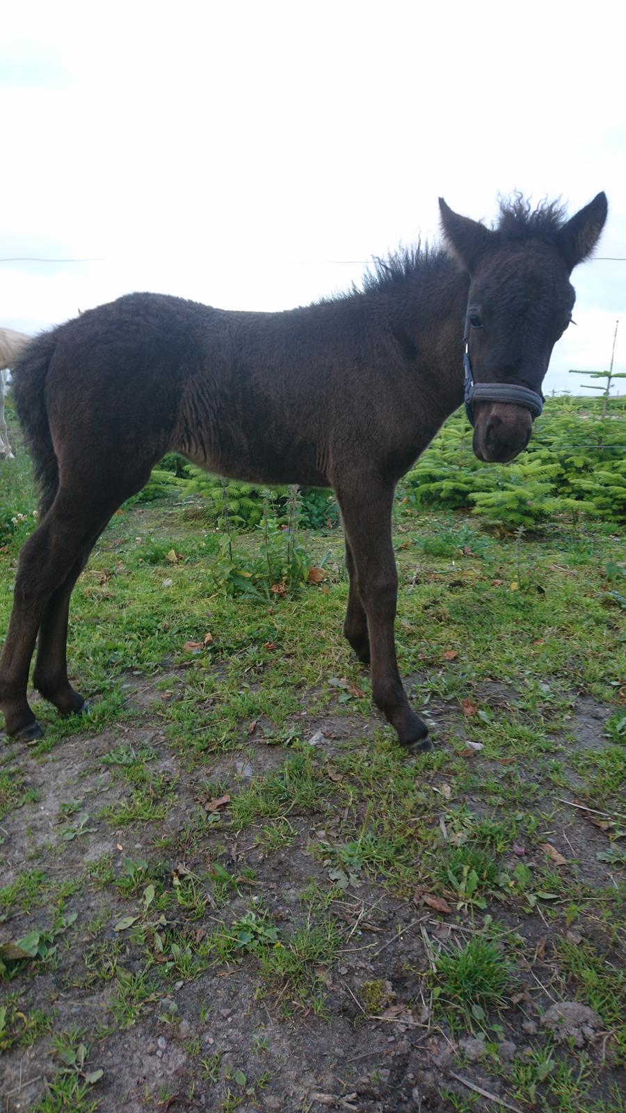 Islænder Hánótt fra Stald Blómey billede 12