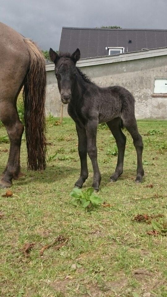Islænder Hánótt fra Stald Blómey billede 10