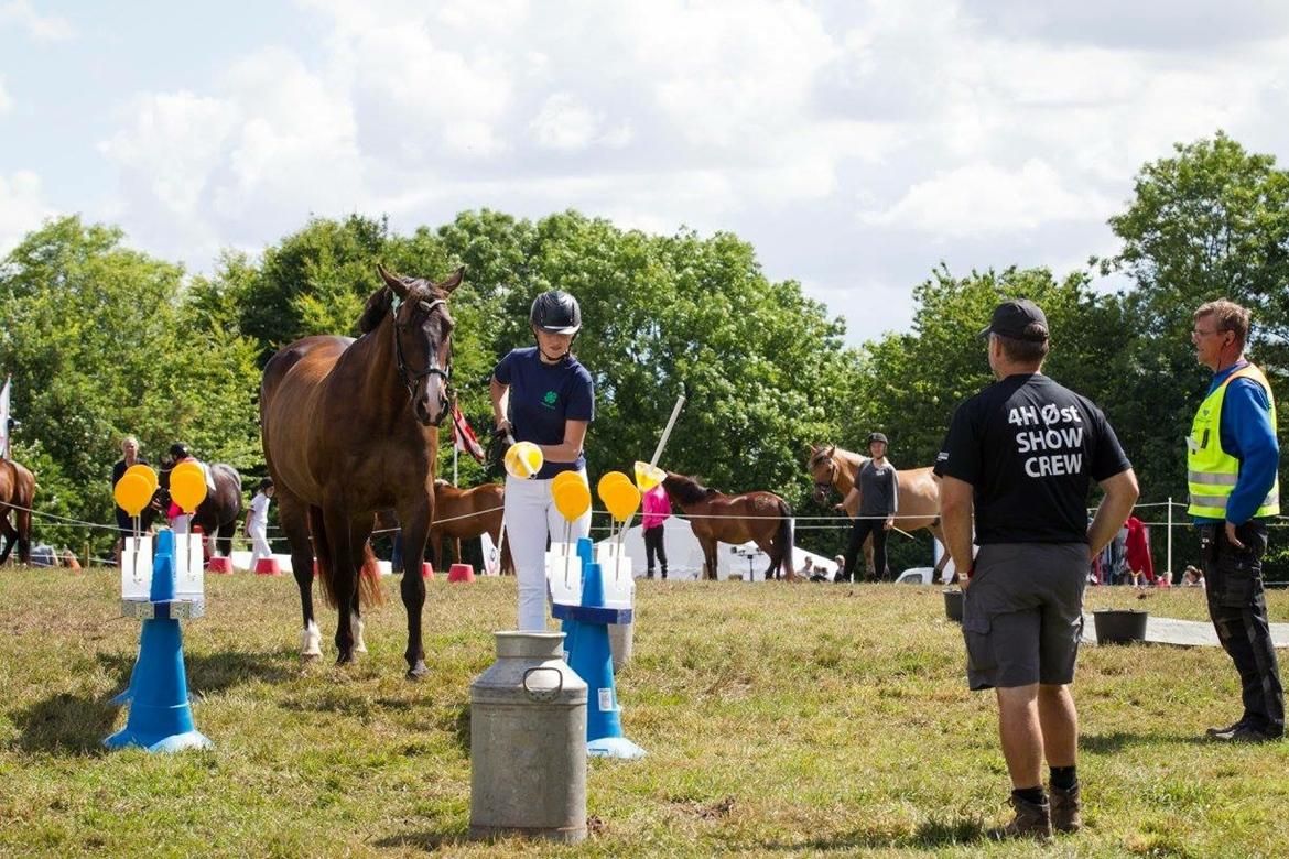 Oldenborg Højskovens Tinto  - Agility på Bregentved, en 3 plads billede 11