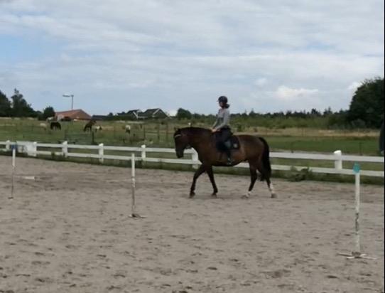 Oldenborg Højskovens Tinto  - Undskyld kvaliteten.. billede 13