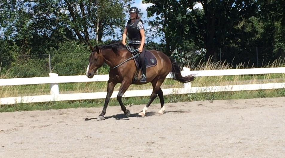 Oldenborg Højskovens Tinto  - Springning i cordeo, denne gang også med sadel billede 10