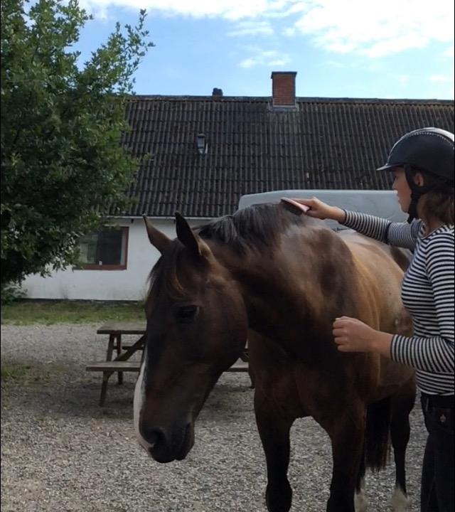 Oldenborg Højskovens Tinto  - Tinto bliver tit striglet og sadlet op ubundet billede 17