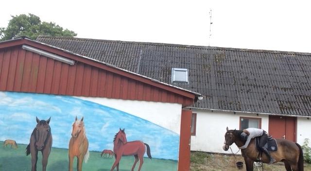 Oldenborg Højskovens Tinto  - Min bedste Tinto billede 18