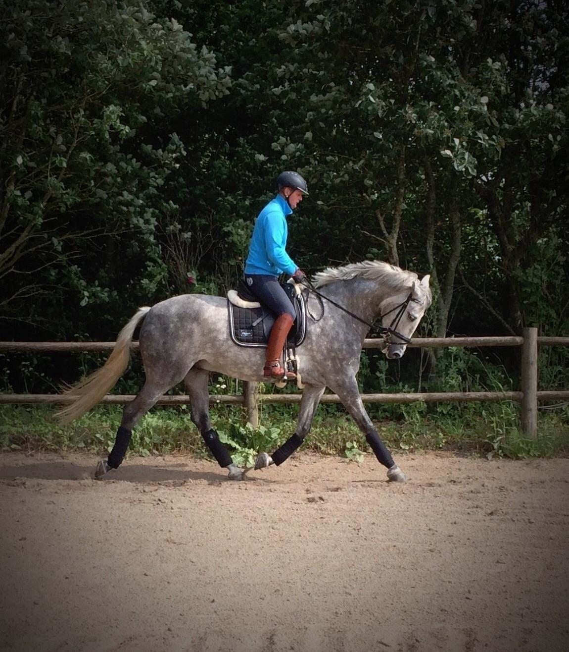Pura Raza Española Rapido MAR - Min underviser Johnny der er begyndt at ride Rapido. Juli 2016 billede 17