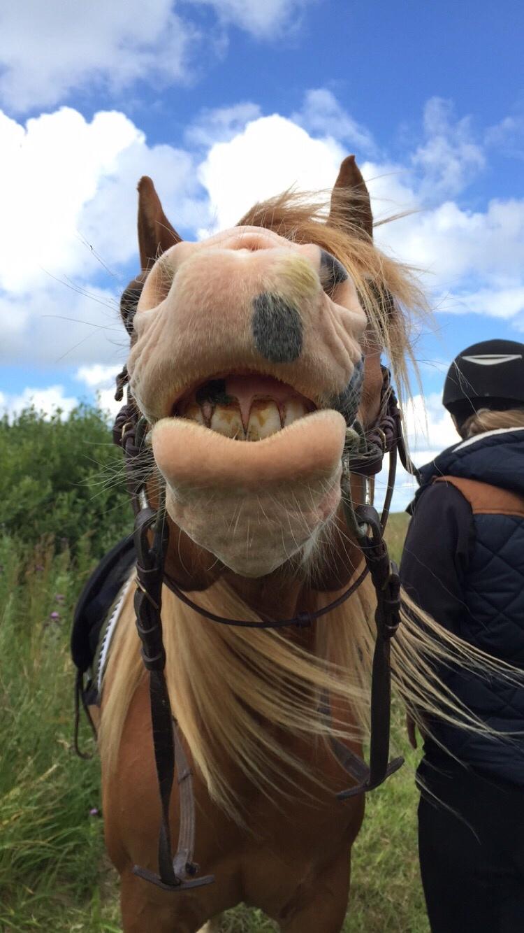 Welsh Partbred (Sec F) Xenobia - SMIL billede 10