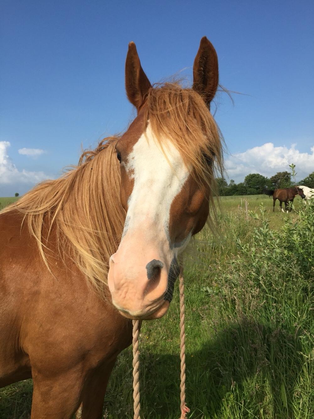 Welsh Partbred (Sec F) Xenobia billede 13