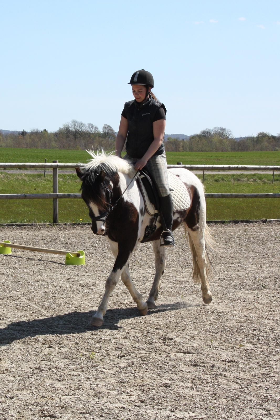 Lewitzer Olego - Tidl. hest billede 3