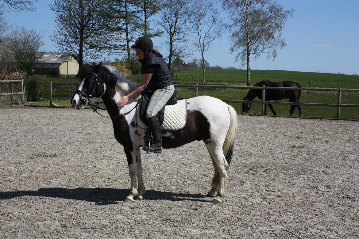 Lewitzer Olego - Tidl. hest billede 5