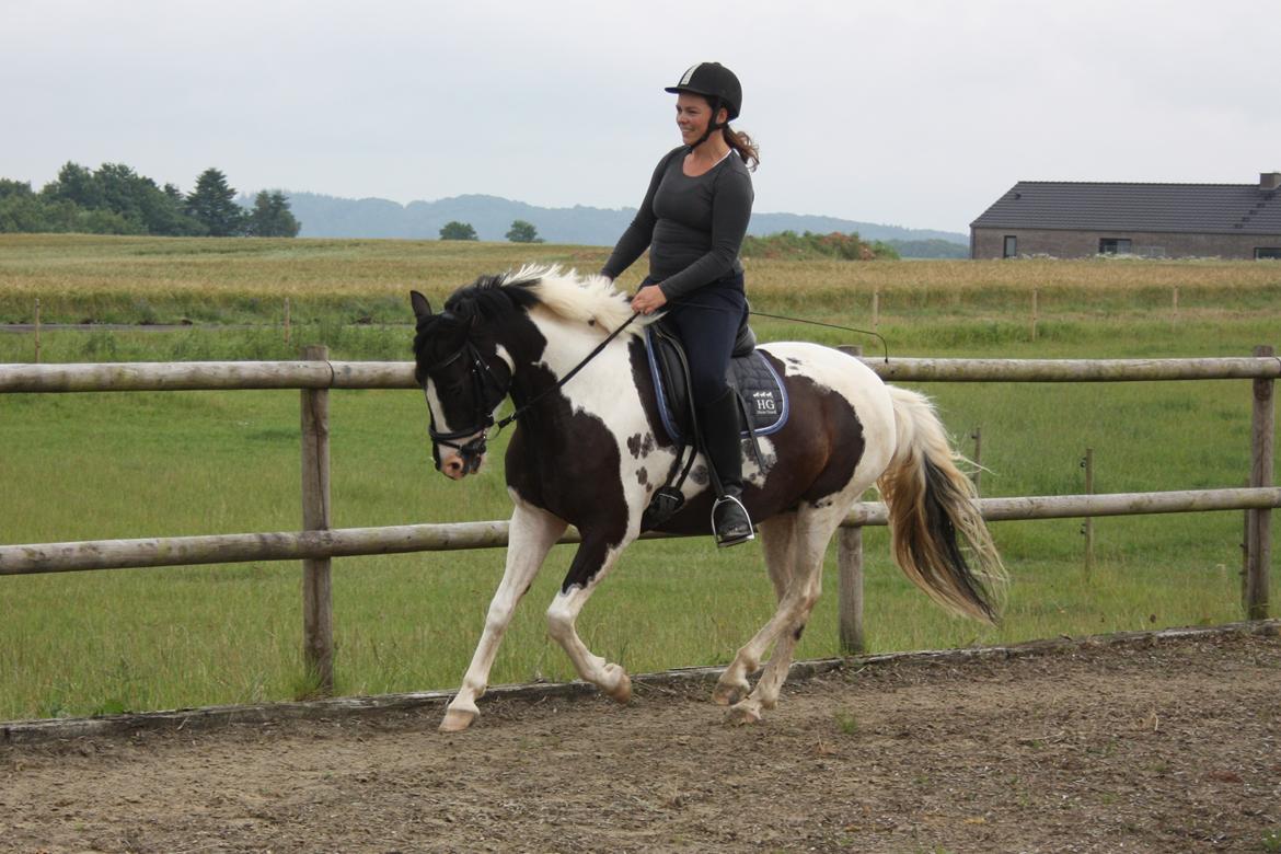 Lewitzer Olego - Tidl. hest billede 2