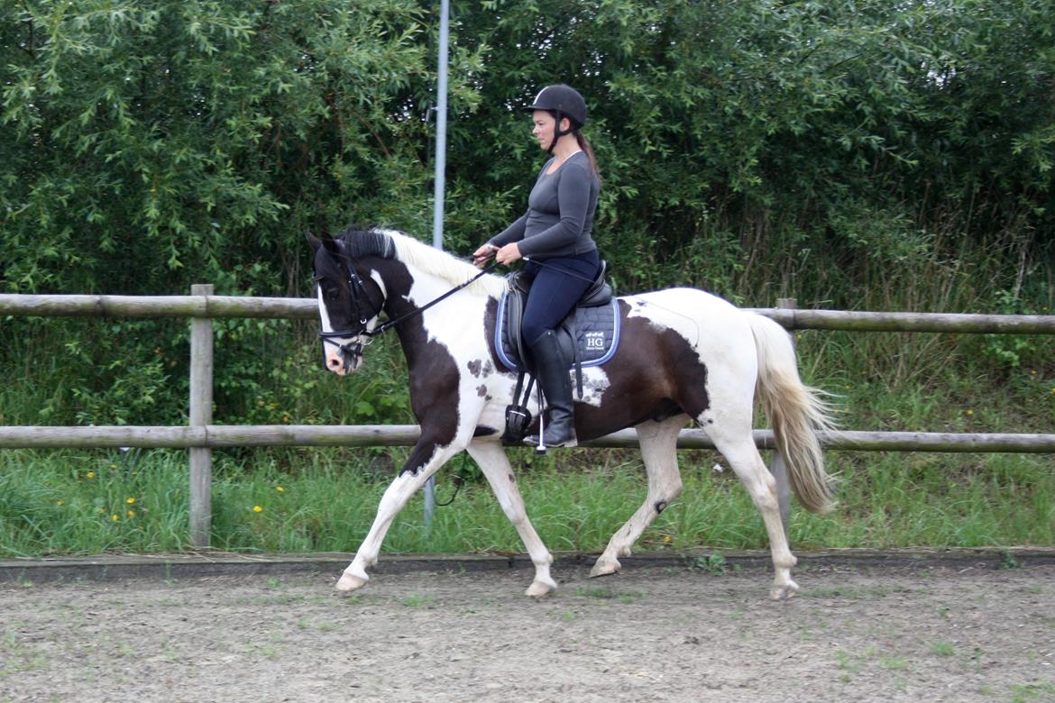 Lewitzer Olego - Tidl. hest - Lige til info er jeg gravid på billedet ;-) billede 1