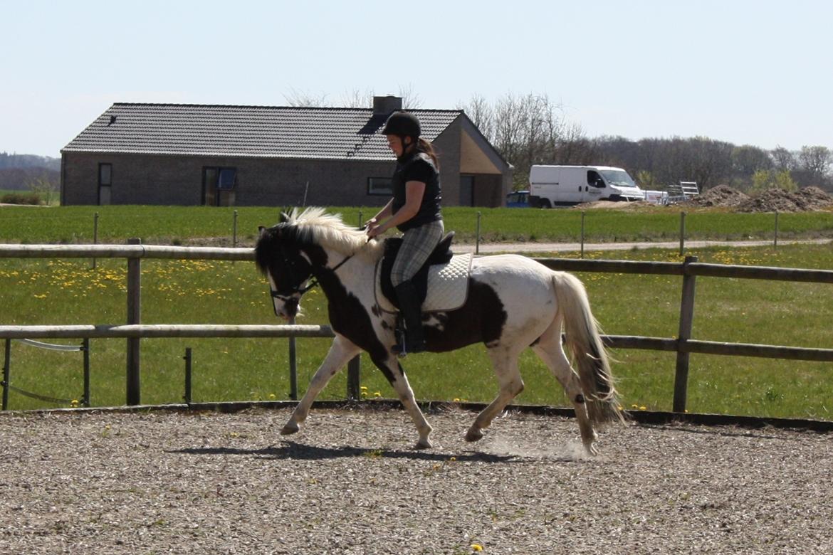 Lewitzer Olego - Tidl. hest billede 4