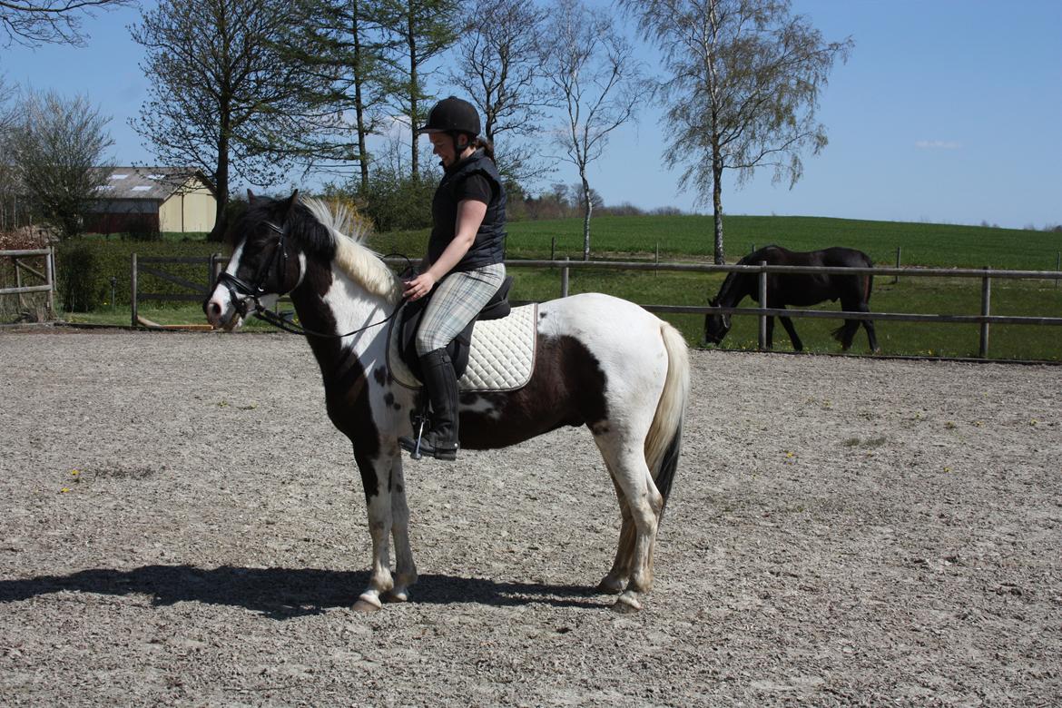 Lewitzer Olego - Tidl. hest billede 6