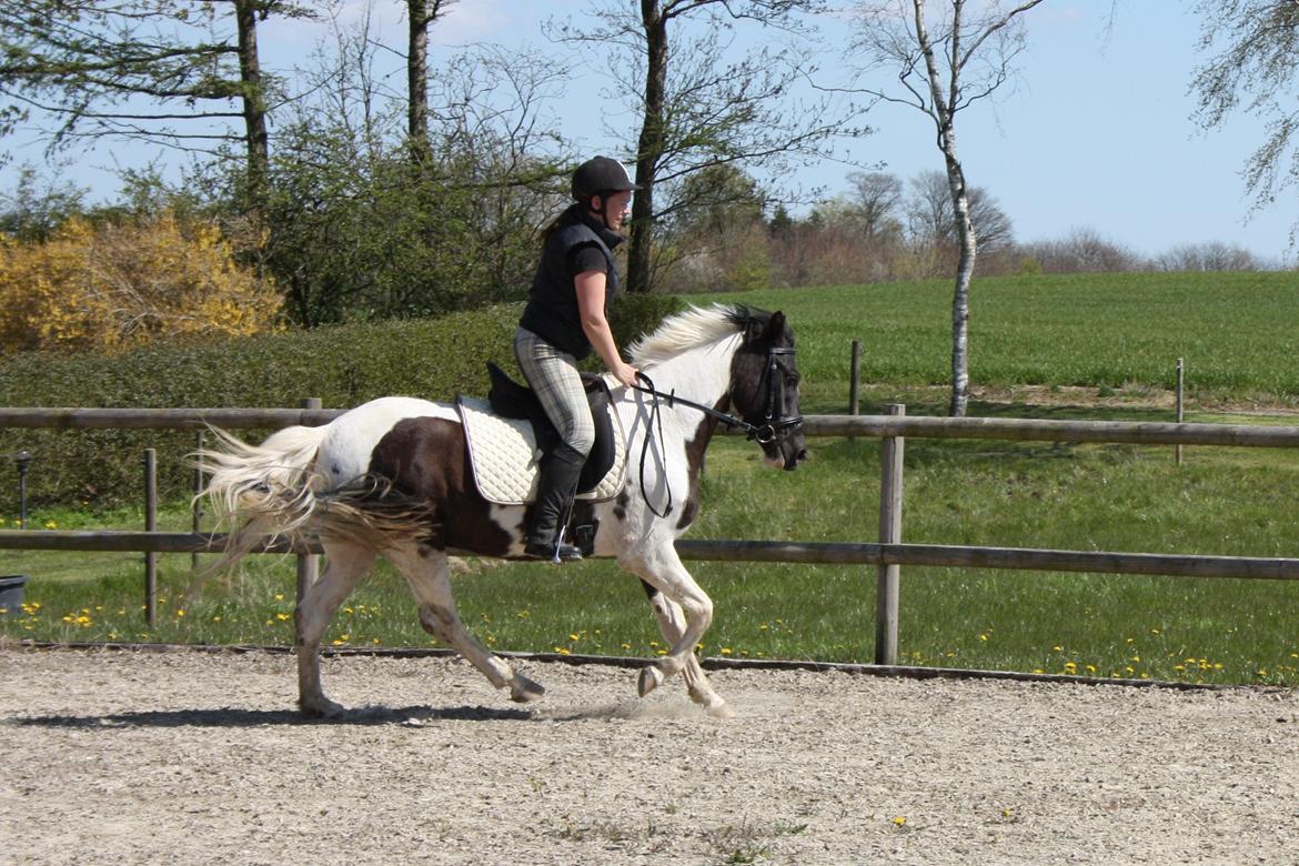 Lewitzer Olego - Tidl. hest billede 7