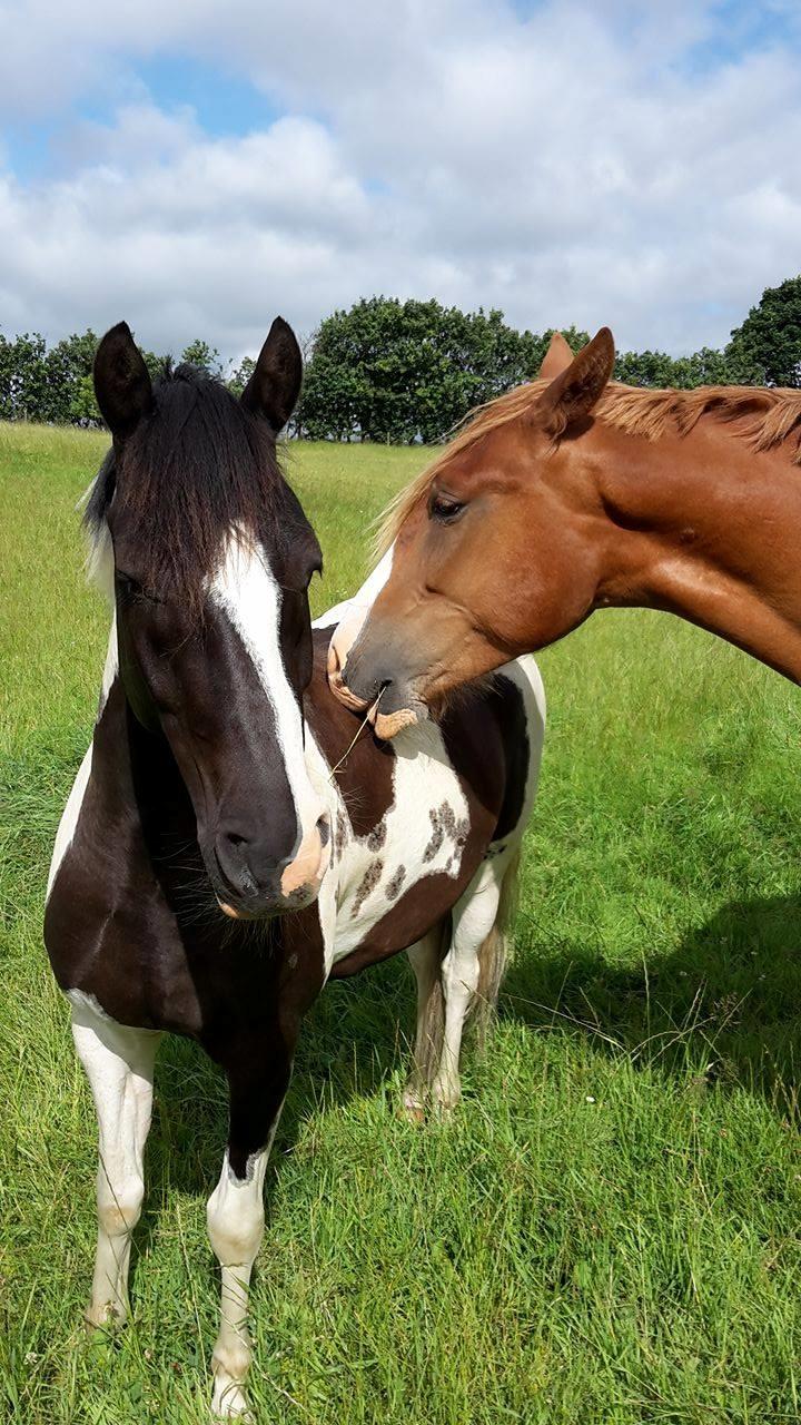 Lewitzer Olego - Tidl. hest billede 9