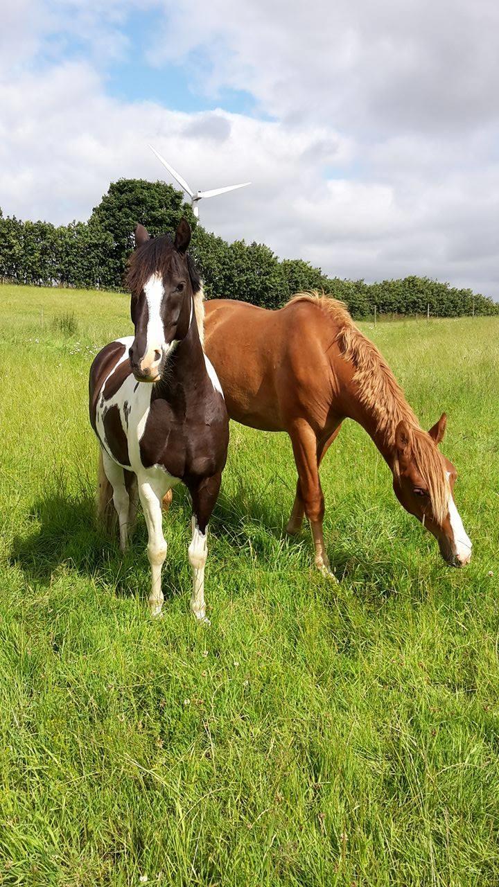 Lewitzer Olego - Tidl. hest billede 8