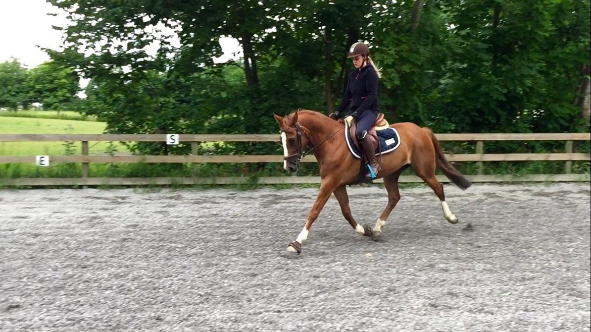 DSP Sylvester (Prinsen)  - Sylvesters tilrider Sarah var på besøg og fik en tur på sylle <3 billede 28