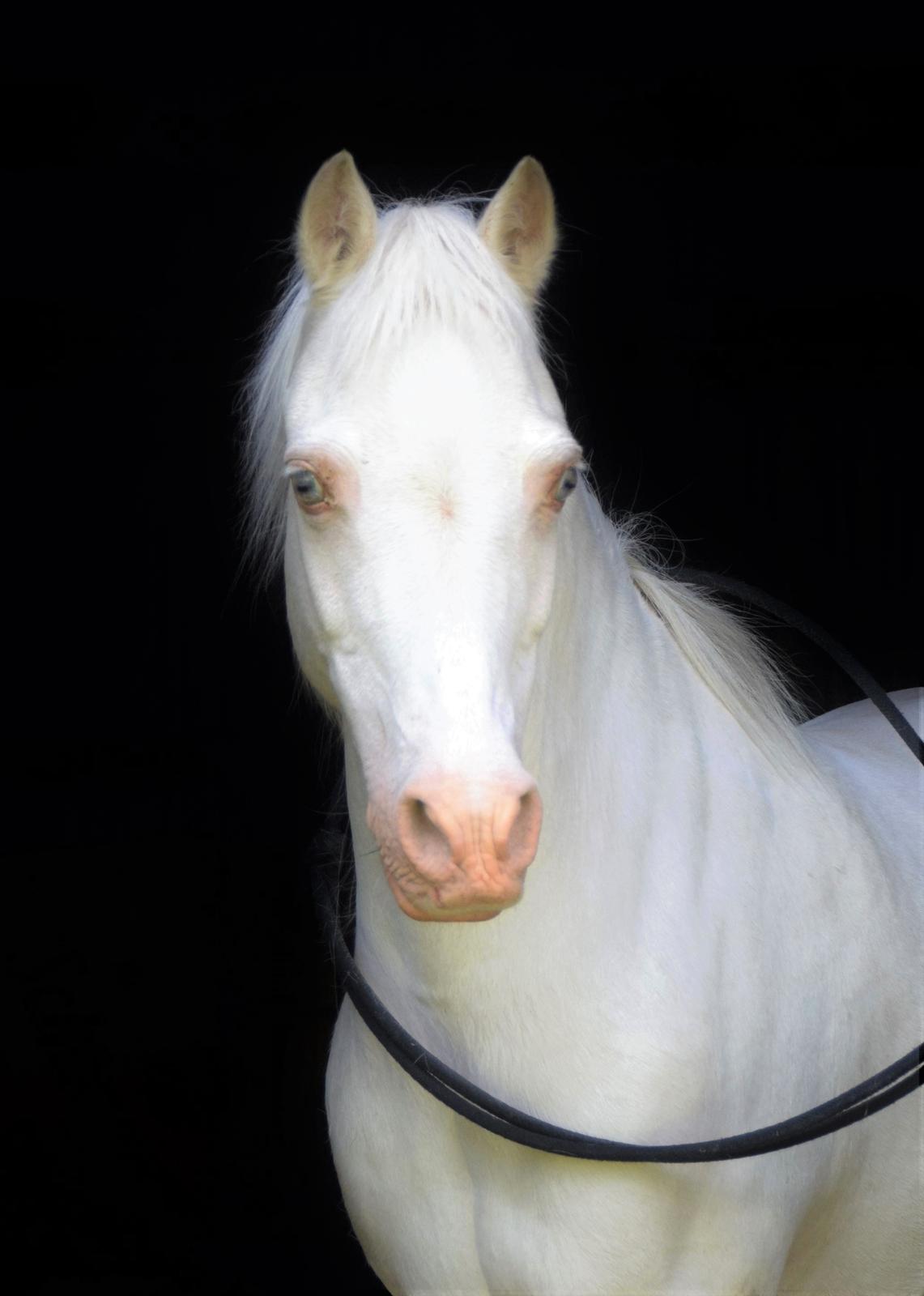 Anden særlig race Perle - Perle, sommeren 2016 - Få dage før vores 6-årsdag<3 billede 15