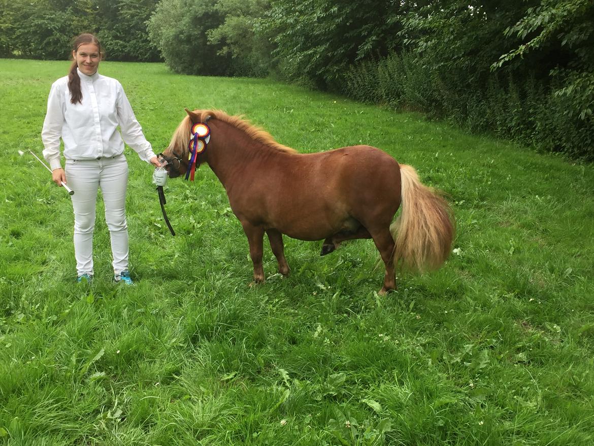 Shetlænder Thorshøjs Bondo billede 13