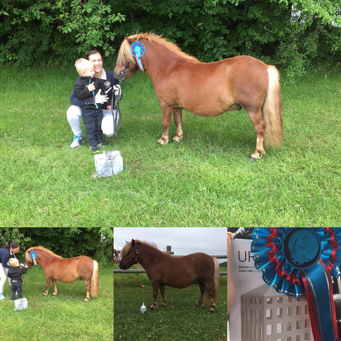 Shetlænder Thorshøjs Bondo billede 19