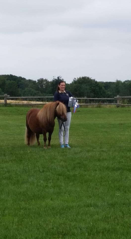 Shetlænder Thorshøjs Bondo billede 15