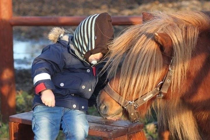 Shetlænder Thorshøjs Bondo billede 11