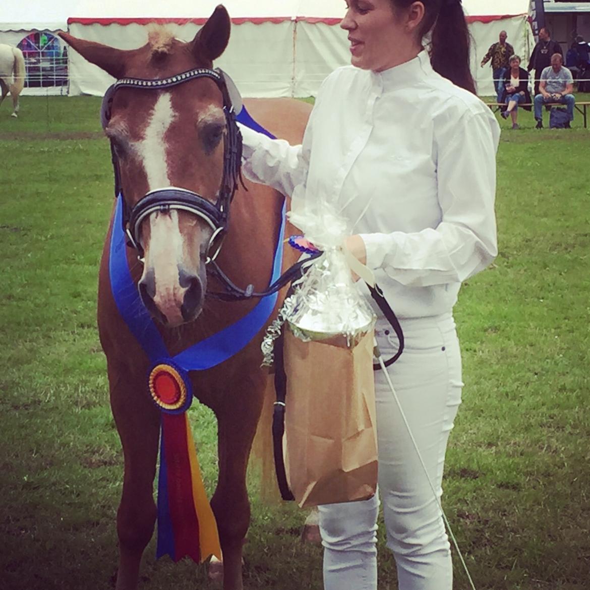 New Forest Folehaves Nathali * klubmester i spring 2013* billede 20