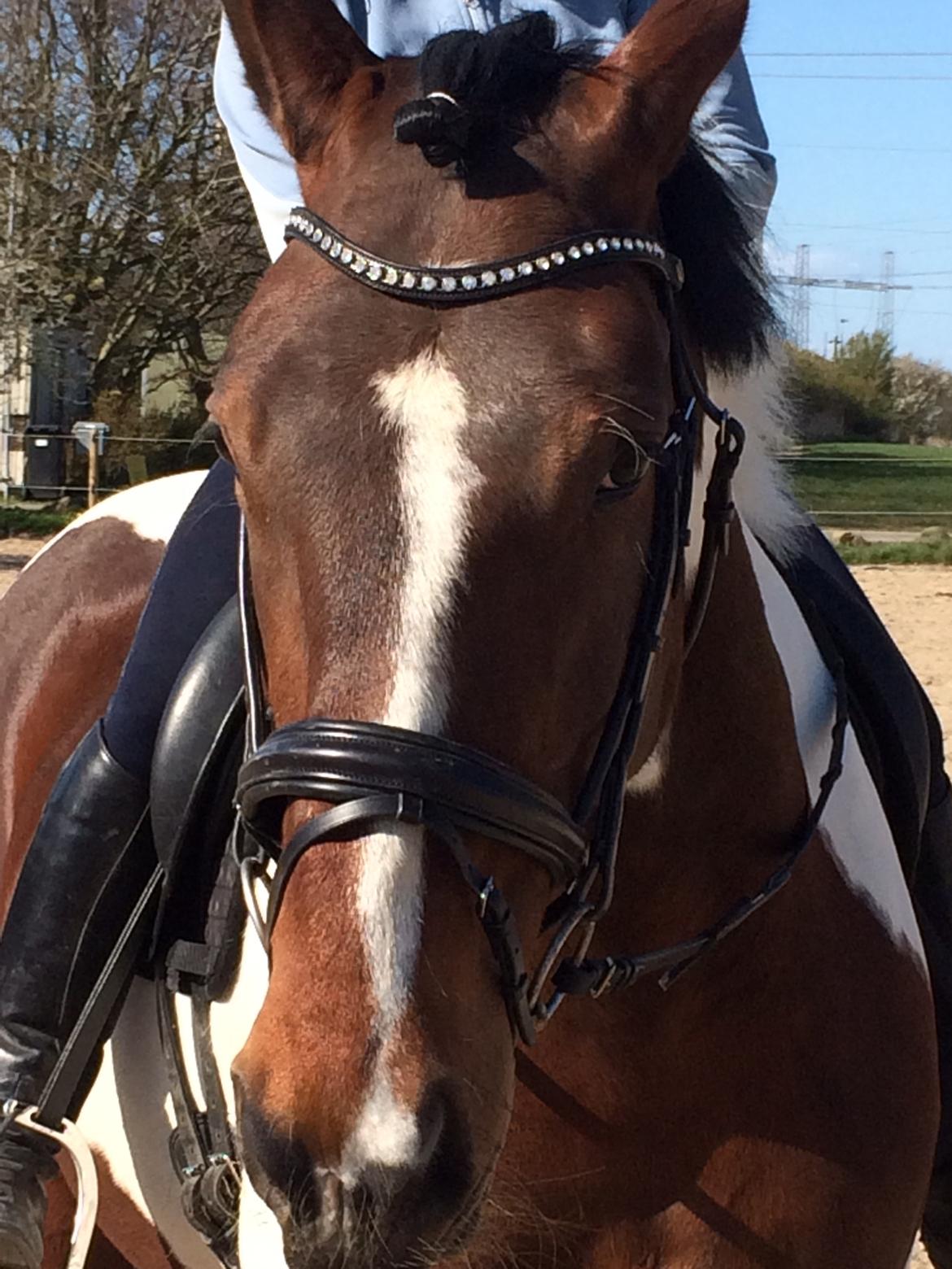 Pinto Spirit of sapana billede 4