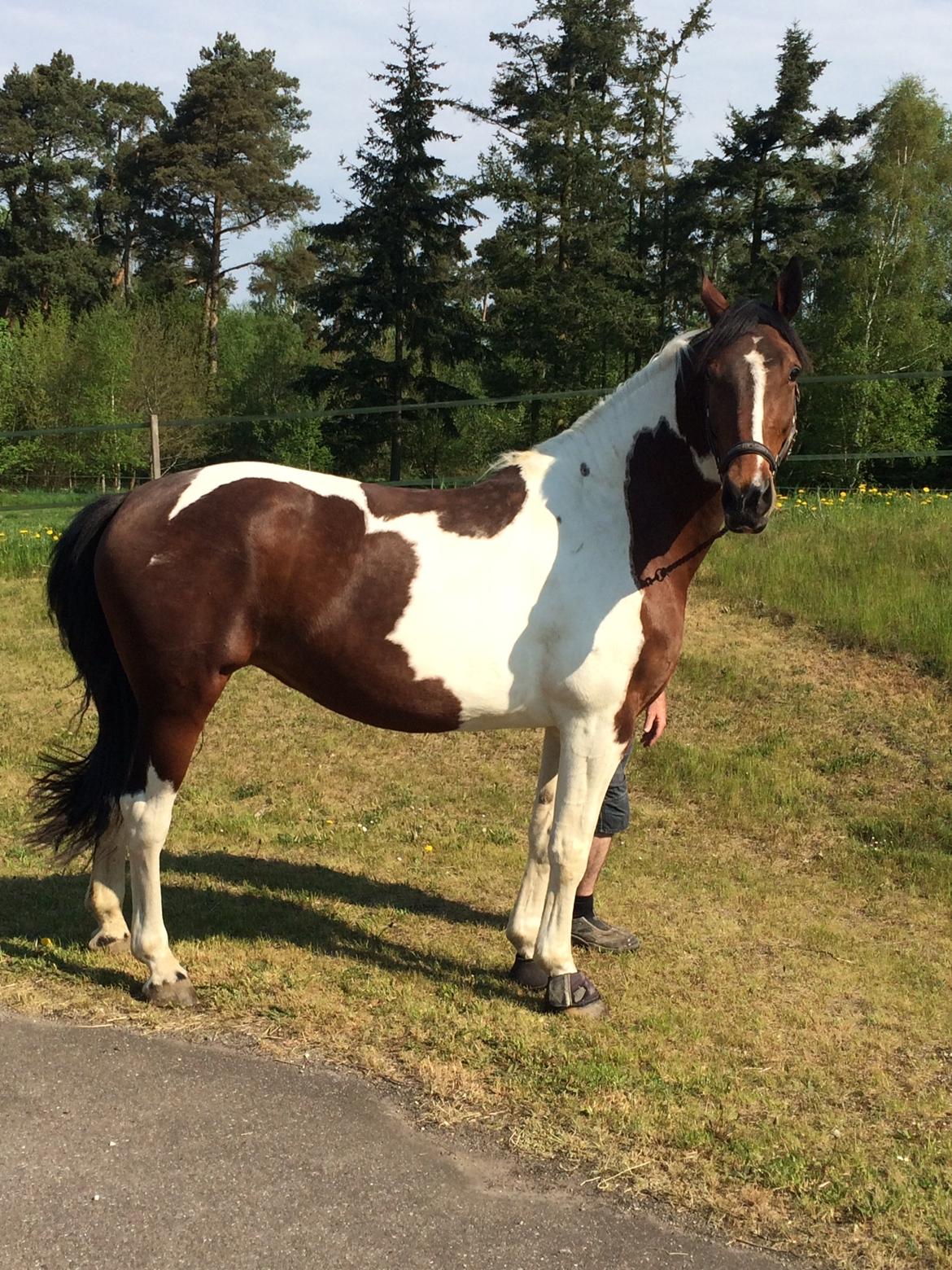 Pinto Spirit of sapana billede 6