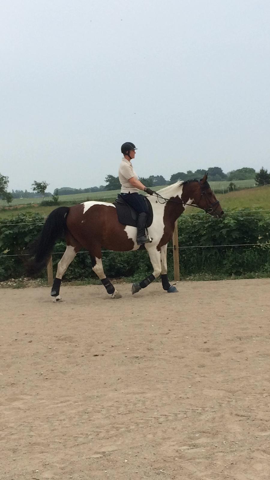 Pinto Spirit of sapana billede 8