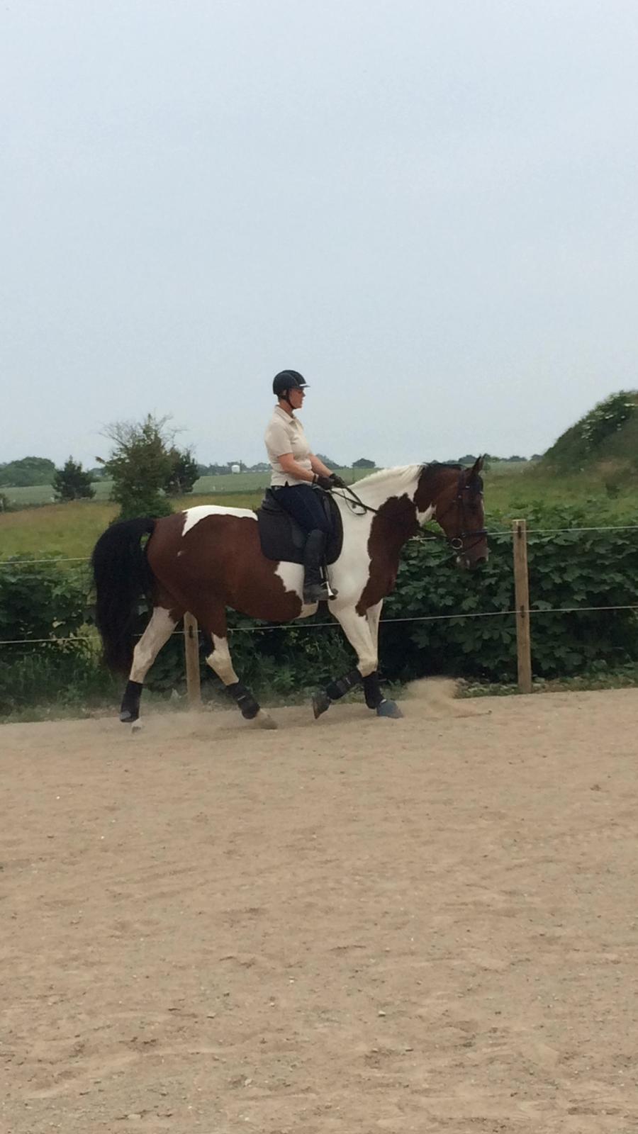 Pinto Spirit of sapana billede 9