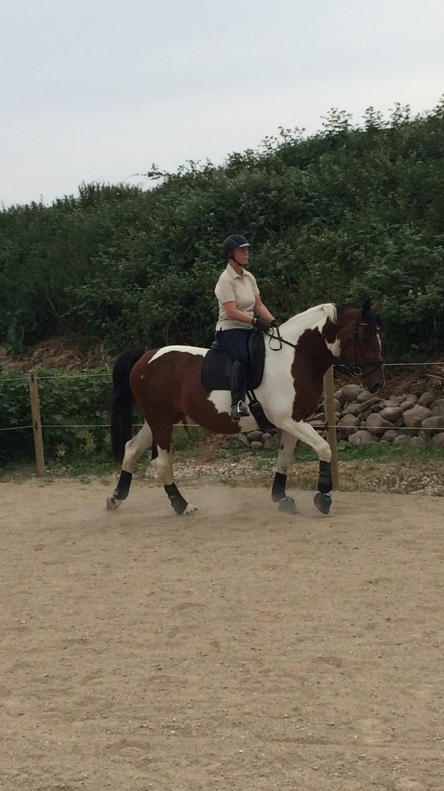 Pinto Spirit of sapana billede 10