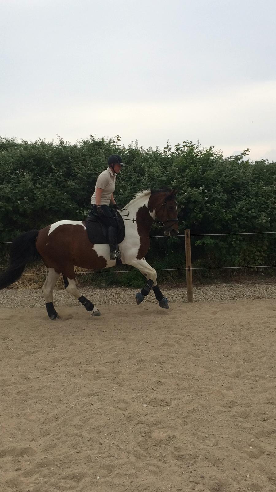 Pinto Spirit of sapana billede 11