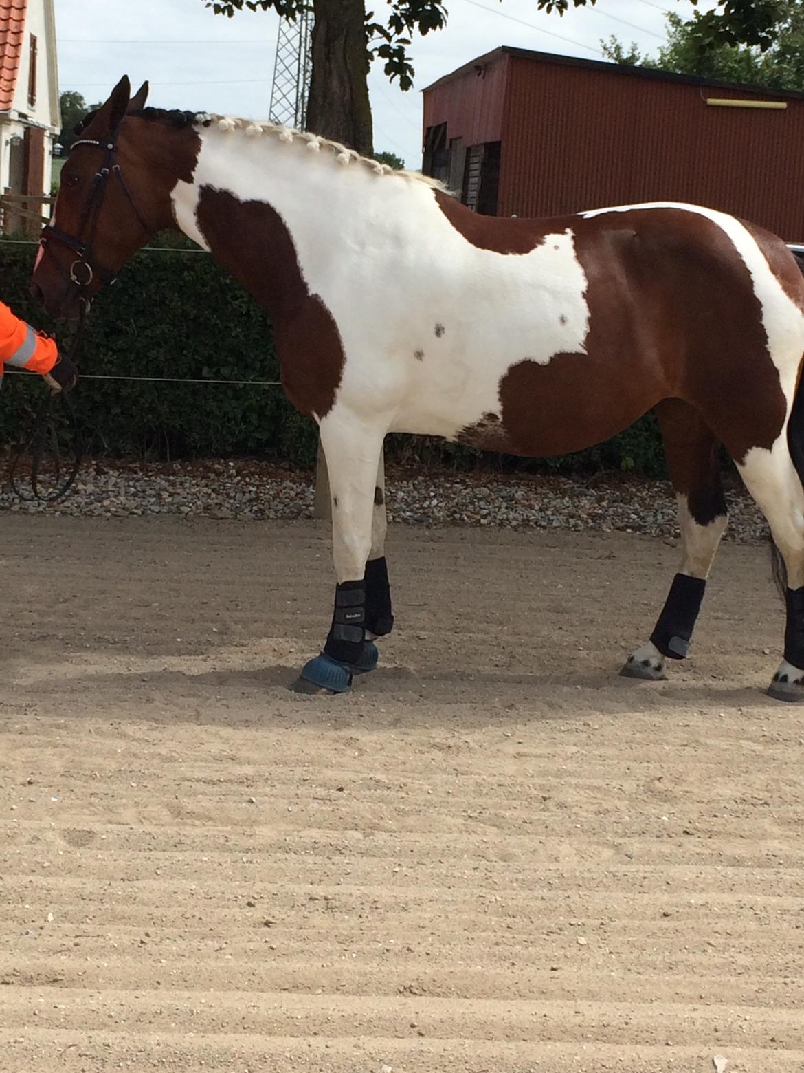 Pinto Spirit of sapana billede 12
