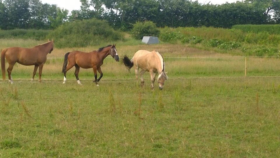 Fjordhest Romoses komma karizma - 18/6-16 da hun kom hjem :-D billede 15