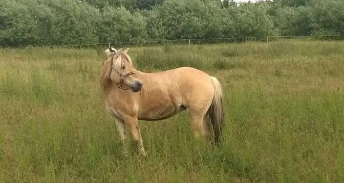 Fjordhest Romoses komma karizma - 18/6-16 da hun kom hjem :-D billede 32