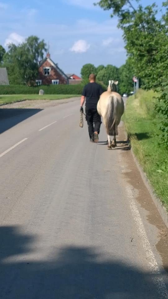 Fjordhest Romoses komma karizma - d.22/6-16 Karisma på vej hjem  billede 30