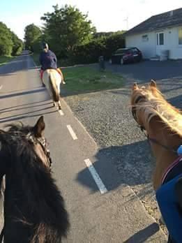 Fjordhest Romoses komma karizma - 26/6-16 vores første tur billede 20