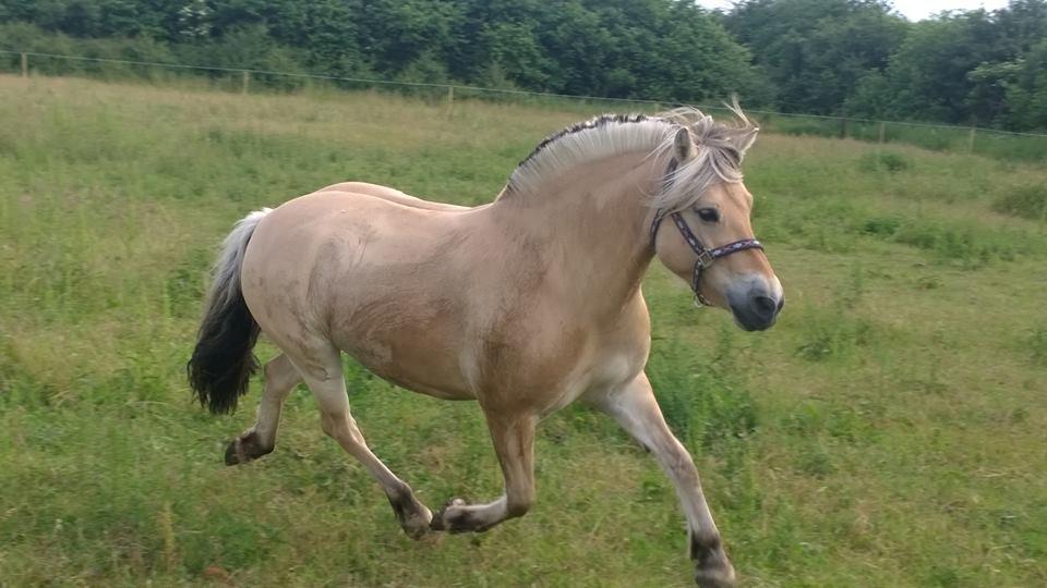 Fjordhest Romoses komma karizma - 18/6-16 da hun kom hjem :-D  billede 12