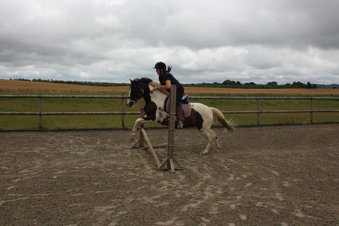 Lewitzer Olego - Tidl. hest - Første spring 16/7 2016 billede 11