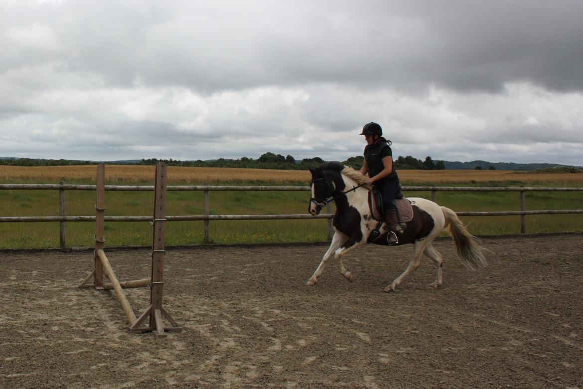 Lewitzer Olego - Tidl. hest - Første spring 16/7 2016 billede 10