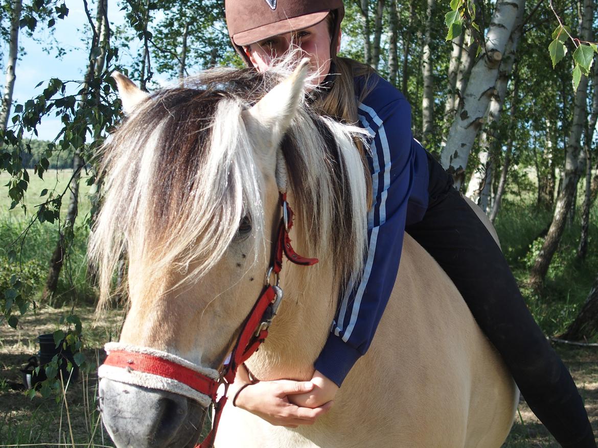 Fjordhest Fuchur - Min <3 billede 17