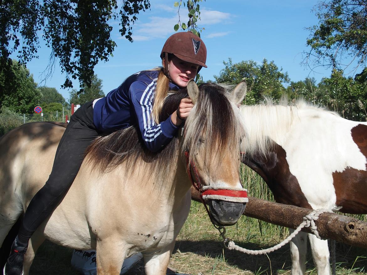 Fjordhest Fuchur - Lille tykke bamse og jeg <3 (Ja grimen er meget lav, men det var kun natten over, han fik ny dagen efter) billede 18